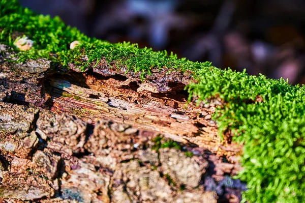 Impressions Automne Avec Mousse Dans Une Forêt Allemande — Photo