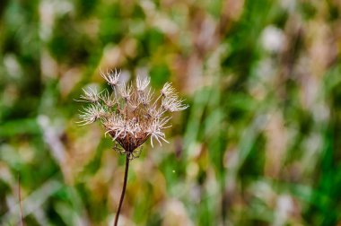 Güneş ışığında sonbahar bitkilerinin olduğu atmosferik bir fotoğraf..