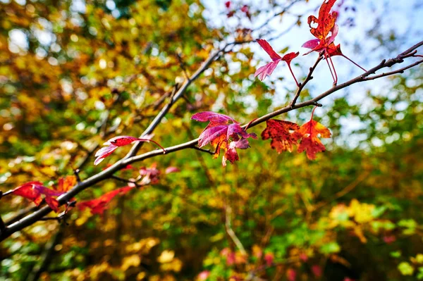 Details Von Sträuchern Mit Bunten Herbstblättern Die Von Der Sonne — Stockfoto