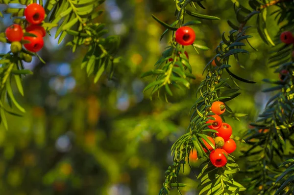 Макрозйомка Кущового Чагарника Sorbus Aucuparia Стиглими Червоними Ягодами Суниці Сонячному — стокове фото