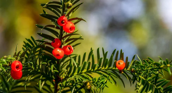 Makro Snímek Jeřábového Keře Sorbus Aucuparia Zralými Červenými Bobulemi Slunci — Stock fotografie