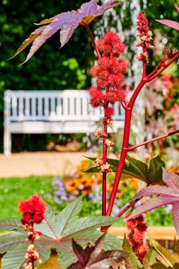 Gün ışığında kırmızı ve dikenli meyveler, hintyağı bitkisinin çiçekleri ve yaprakları (Ricinus Communis).