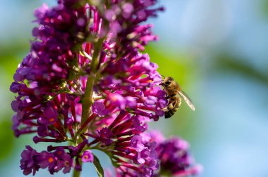 Buddleia 'daki bir bal arısının (Apis mellifera) güneşte çiçek açması üzerine.