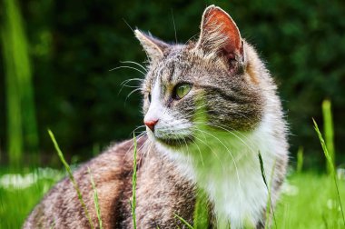 Bahçede güneşin tadını çıkaran genç bir kedi..