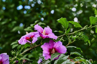 Yağmurdan sonra parlak pembe bir amberin makro görüntüsü..