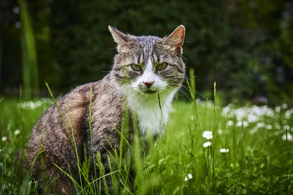 정원에서 햇볕을 즐기고 고양이 — 스톡 사진