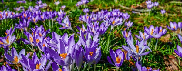 Цветы Крокусов Colchicum Autumnale Лугу Солнцем — стоковое фото