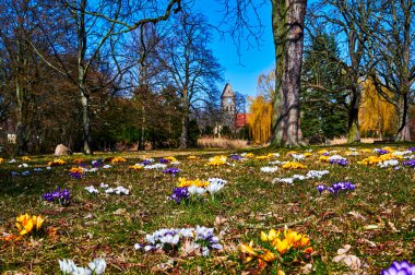 Timsah çiçekleri (Colchicum Autumnale) gün ışığında bir çayırda.