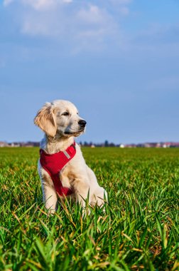 Attentive and curious Golden Retriever puppy on a meadow in the sunshine. clipart