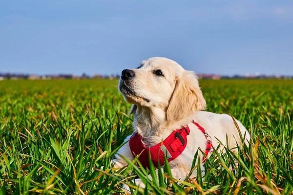 太陽の下で牧草地に注意し 好奇心旺盛なゴールデンレトリバー子犬 — ストック写真