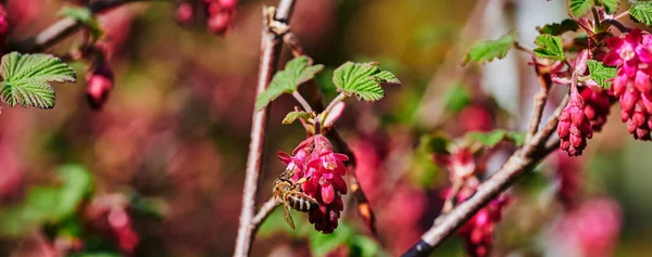 Včela Kvetoucím Rybízu Ribes Sanguineum Slunci — Stock fotografie