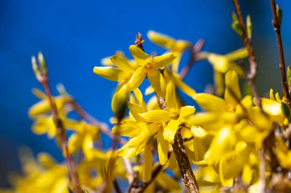 Detalle Las Flores Amarillas Forsythia Contra Cielo Azul — Foto de Stock