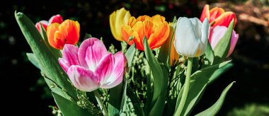 Bahçede renkli lalelerin çiçek açtığı bir sahne..