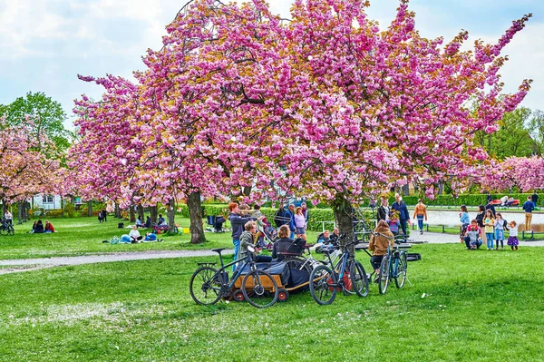 德国柏林 2022年5月1日 柏林百合公园 Lilienthalpark 的一幕 年轻音乐家在粉色樱桃树下表演 — 图库照片