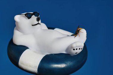 Havuzda yüzen plastik bir kutup ayısının üzerine tünemiş bir eşek arısı (vespidae)..