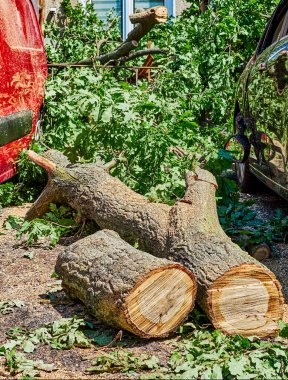 Berlin, Almanya - 13 Haziran 2019: Berlin, Almanya 'da şiddetli bir fırtınadan sonra düşen bir ağacın kalıntıları. Kesilen ağaç gövdesi hasarlı arabaların yanında duruyor..