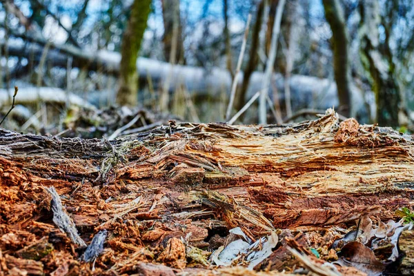 Photos Détaillées Des Dégâts Causés Par Tempête Dans Une Forêt — Photo