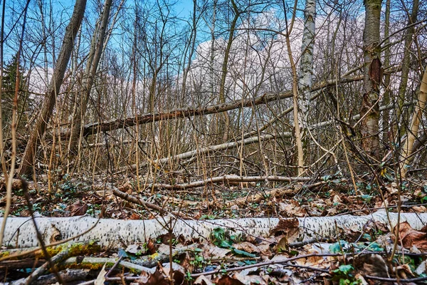 Photos Détaillées Des Dégâts Causés Par Tempête Dans Une Forêt — Photo
