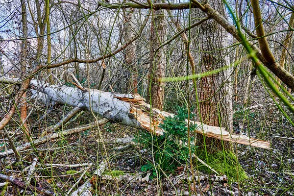 Részletes Felvételek Viharkárokról Egy Berlini Erdőben — Stock Fotó