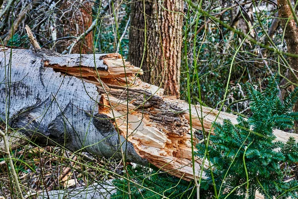 Λεπτομερείς Λήψεις Ζημιών Από Καταιγίδες Δάσος Του Βερολίνου — Φωτογραφία Αρχείου