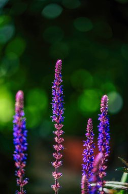 Bir bilgenin çiçekleri (Salvia officinalis) parlak renklerle gün ışığında.