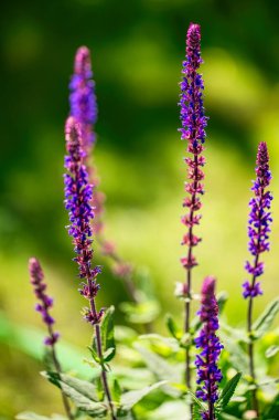 Bir bilgenin çiçekleri (Salvia officinalis) parlak renklerle gün ışığında.