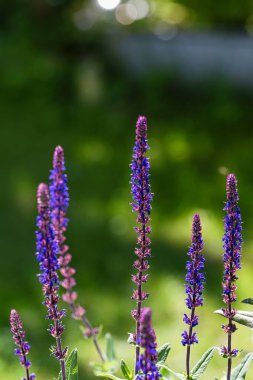 Bir bilgenin çiçekleri (Salvia officinalis) parlak renklerle gün ışığında.