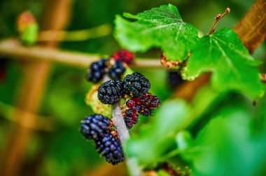 Çalının üzerinde toplanmaya hazır dut kümeleri halinde asılı dutlara yakın..
