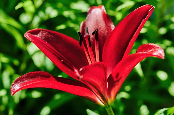 Крупный План Цветка Красной Лилии Lilium Bulbiferum — стоковое фото
