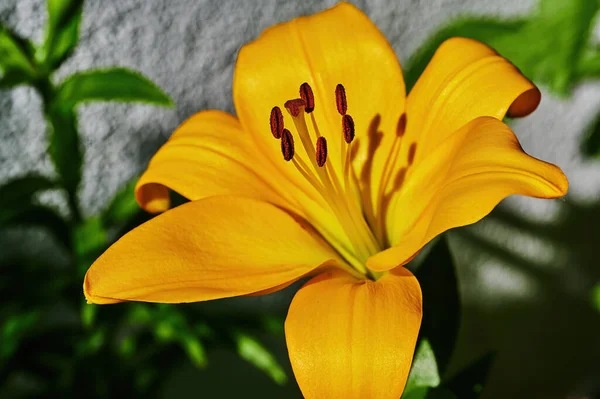 Close Blossom Yellow Lily Lilium Bulbiferum — Stock Photo, Image
