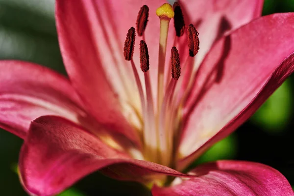 Close Blossom Pink Lily Lilium Bulbiferum — Stock Photo, Image
