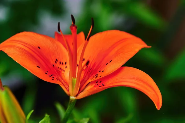 Gros Plan Sur Fleur Lis Orange Lilium Bulbiferum — Photo