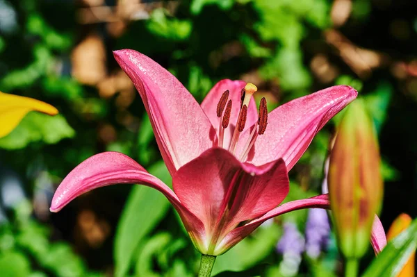 Крупный План Цветка Розовой Лилии Lilium Bulbiferum — стоковое фото