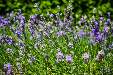 Çiçekli lavantaya (Lavandula angustifolia) gün ışığında bir çayırda bak.