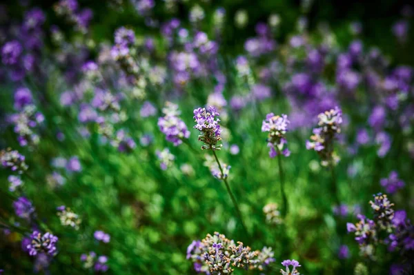 Widok Kwitnącą Lawendę Lavandula Angustifolia Łące Słońcu — Zdjęcie stockowe