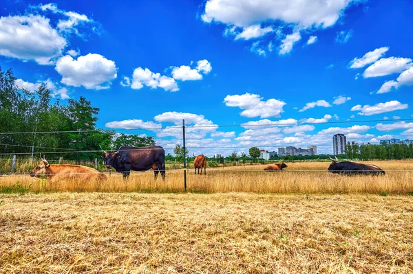 Cattle Pasture Skyscrapers Suburb Gropiusstadt Berlin Background — Stockfoto