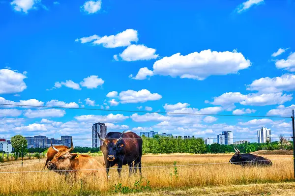 Cattle Pasture Skyscrapers Suburb Gropiusstadt Berlin Background — Stockfoto