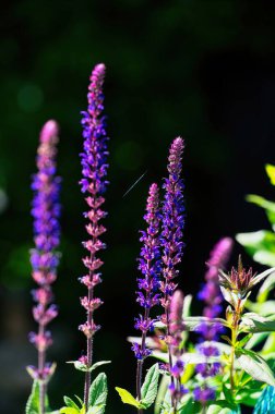 Bir bilgenin çiçekleri (Salvia officinalis) parlak renklerle gün ışığında.
