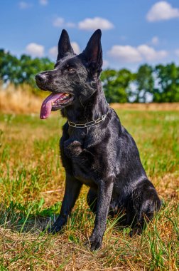 Siyah kürklü bir çoban köpeği çayırda oturuyor..