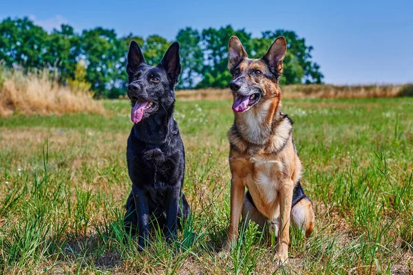 Two Shepherd Dogs One Black One Black Brown Sitting Meadow — Stock fotografie