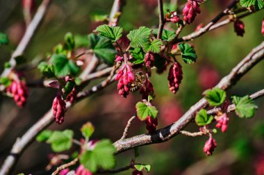 Çiçekli üzümlü arılar (Ribes sanguineum) gün ışığında. 