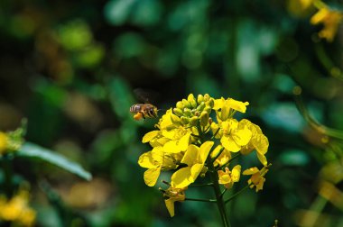 Bal arısı (Apis mellifera) bacaklarında polenle bir tecavüz bitkisinin çiçeklerine doğru uçar..