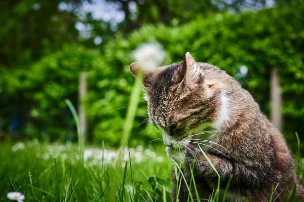 정원에서 햇볕을 즐기고 고양이 — 스톡 사진