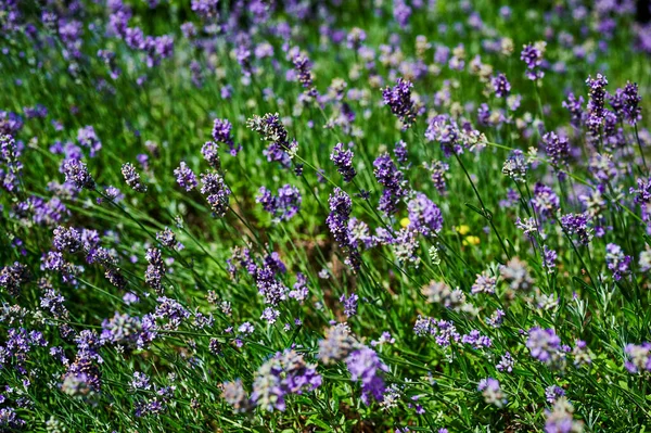 양지에 초원에서 꽃피는 라벤더 앙구스 폴리아 수있다 — 스톡 사진