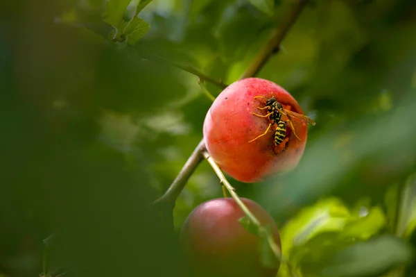 Macro shot of a wasp (Vespinae) sitting on a plum at a sunny day.