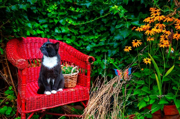 Black White Cat Sitting Red Wicker Chair Garden Enjoying Sun — Stok fotoğraf