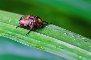 Macro shot of a copper chafer (Protaetia cuprea) sitting on a leaf with water drops.