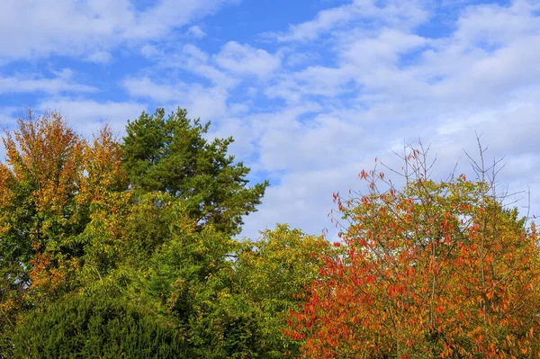 Árvores Com Folhas Outono Brilhantemente Coloridas Iluminadas Pelo Sol — Fotografia de Stock