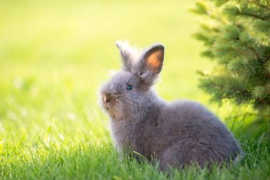 Bahçede oturan sevimli gri tüylü tavşan..