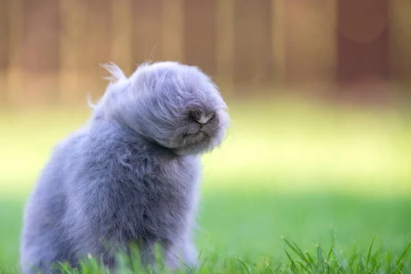 Schattig Grijs Pluizig Konijn Zittend Gras Achtertuin — Stockfoto